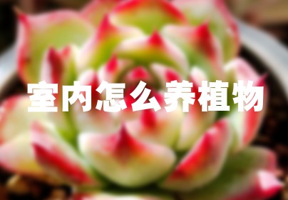 室内怎么养植物