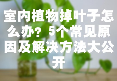 室内植物掉叶子怎么办？5个常见原因及解决方法大公开
