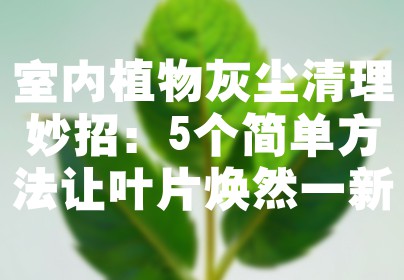 室内植物灰尘清理妙招：5个简单方法让叶片焕然一新