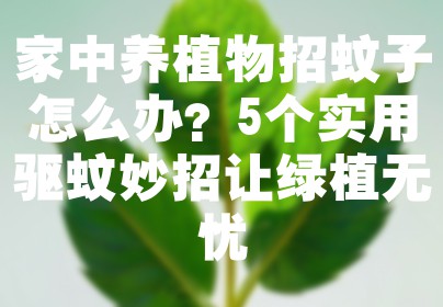 家中养植物招蚊子怎么办？5个实用驱蚊妙招让绿植无忧