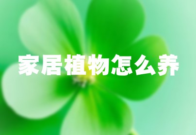 家居植物怎么养
