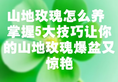 山地玫瑰怎么养 掌握5大技巧让你的山地玫瑰爆盆又惊艳