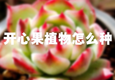 开心果植物怎么种