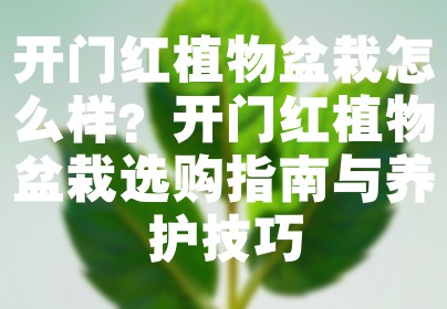 开门红植物盆栽怎么样？开门红植物盆栽选购指南与养护技巧