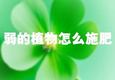 弱的植物怎么施肥