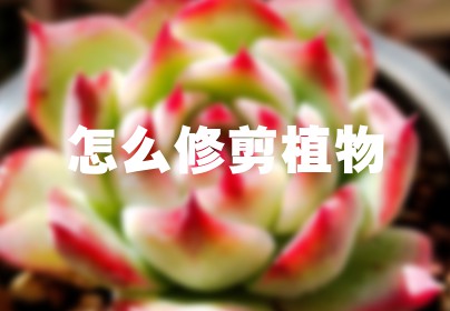怎么修剪植物