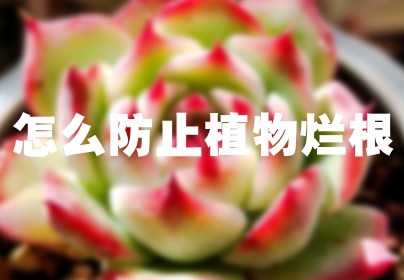 怎么防止植物烂根