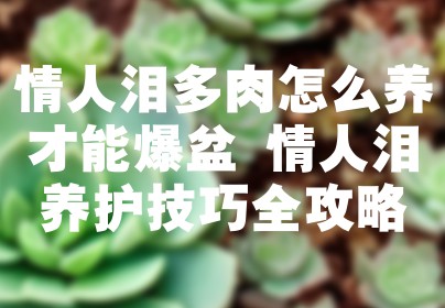 情人泪多肉怎么养才能爆盆 情人泪养护技巧全攻略