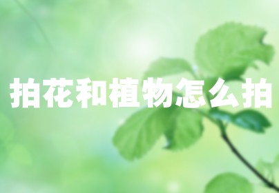 拍花和植物怎么拍
