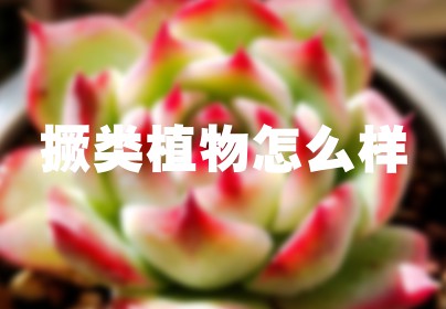 撅类植物怎么样