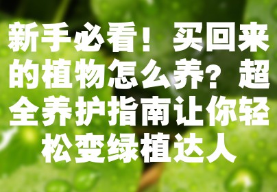 新手必看！买回来的植物怎么养？超全养护指南让你轻松变绿植达人