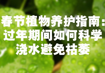 春节植物养护指南：过年期间如何科学浇水避免枯萎