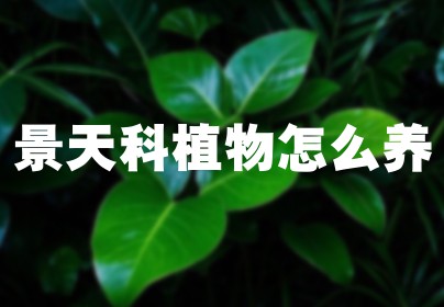 景天科植物怎么养