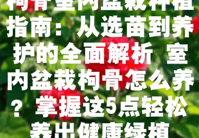 枸骨室内盆栽种植指南：从选苗到养护的全面解析 室内盆栽枸骨怎么养？掌握这5点轻松养出健康绿植