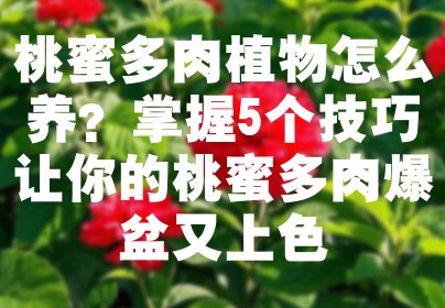 桃蜜多肉植物怎么养？掌握5个技巧让你的桃蜜多肉爆盆又上色