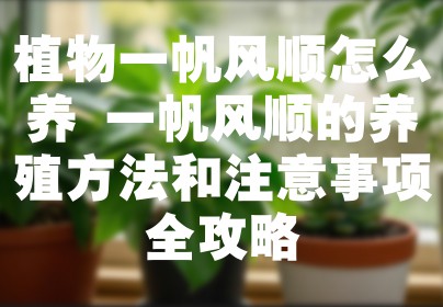 植物一帆风顺怎么养 一帆风顺的养殖方法和注意事项全攻略