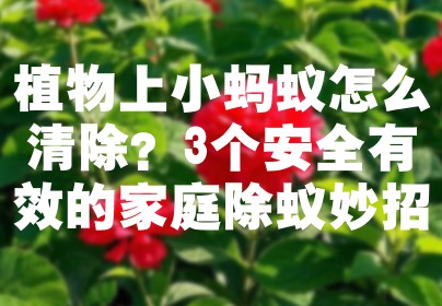 植物上小蚂蚁怎么清除？3个安全有效的家庭除蚁妙招