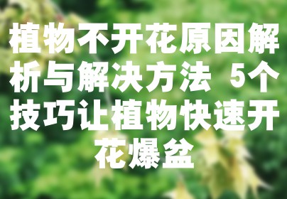植物不开花原因解析与解决方法 5个技巧让植物快速开花爆盆