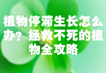 植物停滞生长怎么办？拯救不死的植物全攻略