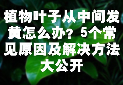植物叶子从中间发黄怎么办？5个常见原因及解决方法大公开