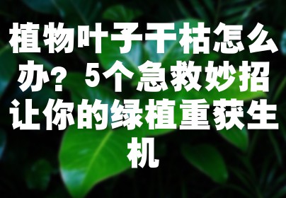 植物叶子干枯怎么办？5个急救妙招让你的绿植重获生机