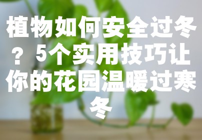 植物如何安全过冬？5个实用技巧让你的花园温暖过寒冬