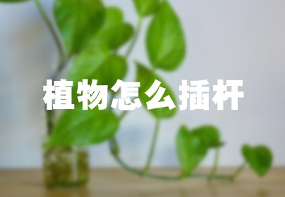 植物怎么插杆