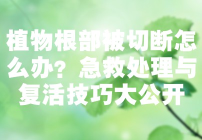 植物根部被切断怎么办？急救处理与复活技巧大公开