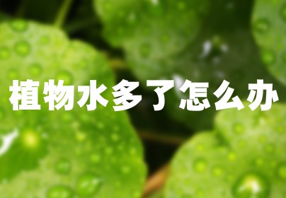 植物水多了怎么办