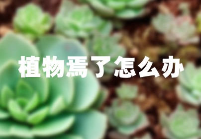 植物焉了怎么办