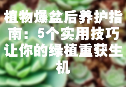 植物爆盆后养护指南：5个实用技巧让你的绿植重获生机