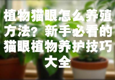 植物猫眼怎么养殖方法？新手必看的猫眼植物养护技巧大全