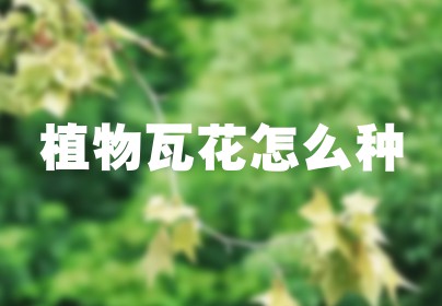 植物瓦花怎么种