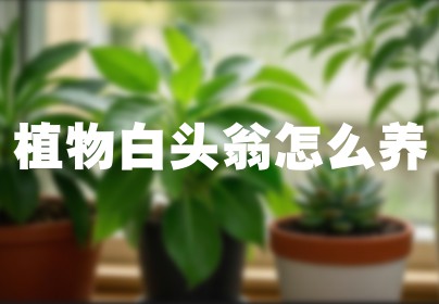 植物白头翁怎么养