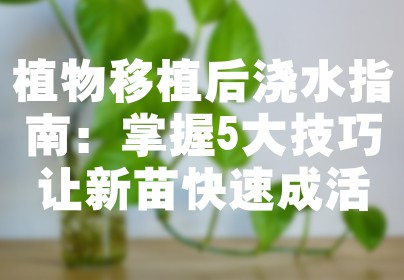 植物移植后浇水指南：掌握5大技巧让新苗快速成活