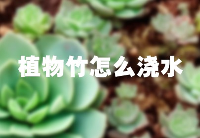 植物竹怎么浇水