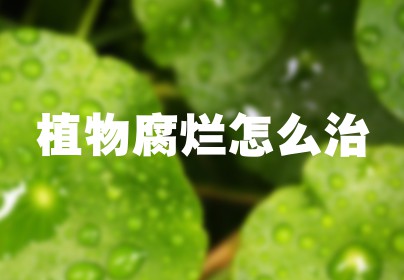 植物腐烂怎么治