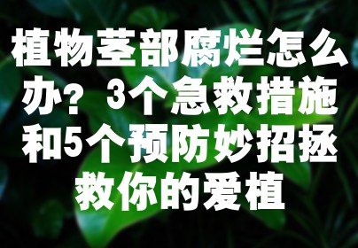 植物茎部腐烂怎么办？3个急救措施和5个预防妙招拯救你的爱植