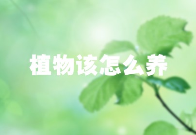 植物该怎么养