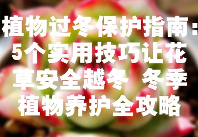 植物过冬保护指南：5个实用技巧让花草安全越冬 冬季植物养护全攻略