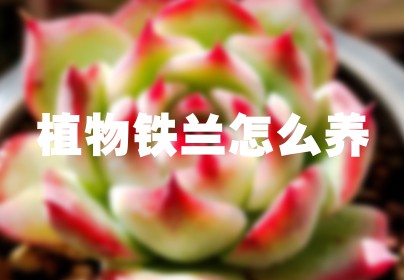 植物铁兰怎么养