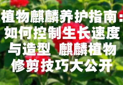 植物麒麟养护指南：如何控制生长速度与造型 麒麟植物修剪技巧大公开