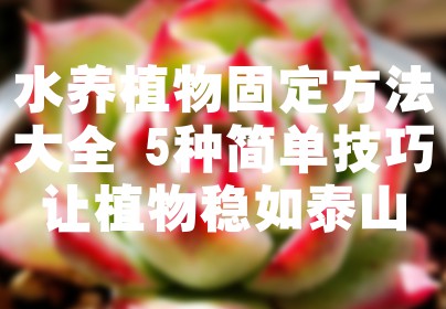 水养植物固定方法大全 5种简单技巧让植物稳如泰山