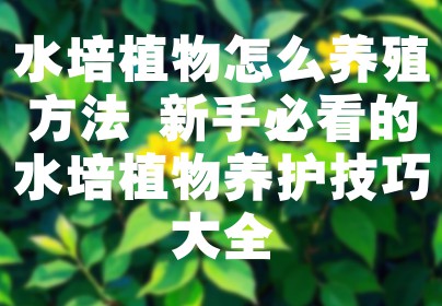 水培植物怎么养殖方法 新手必看的水培植物养护技巧大全