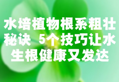 水培植物根系粗壮秘诀 5个技巧让水生根健康又发达