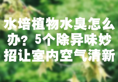水培植物水臭怎么办？5个除异味妙招让室内空气清新