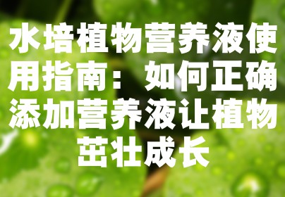 水培植物营养液使用指南：如何正确添加营养液让植物茁壮成长