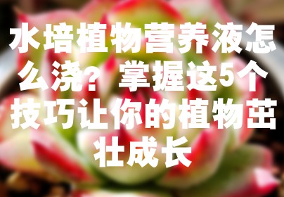 水培植物营养液怎么浇？掌握这5个技巧让你的植物茁壮成长