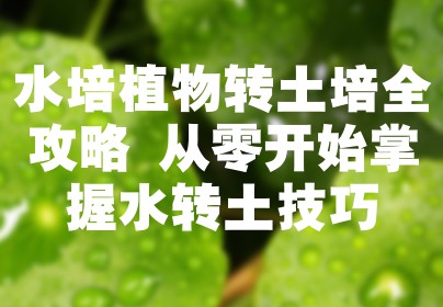 水培植物转土培全攻略 从零开始掌握水转土技巧
