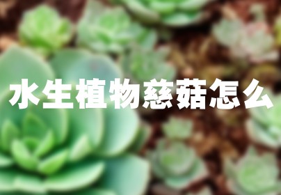 水生植物慈菇怎么